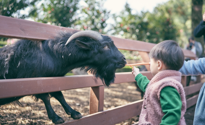 03_10 휴애리 편집 98.jpg 7b5c6992bed856b3f85cdab6f1b12e9f.jpg