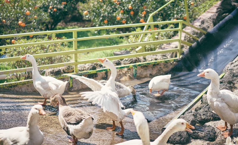 03_10 휴애리 편집 79.jpg 910f327eadfbbb069ea2ce2722bad27e.jpg